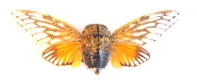 Cicadidae sp.